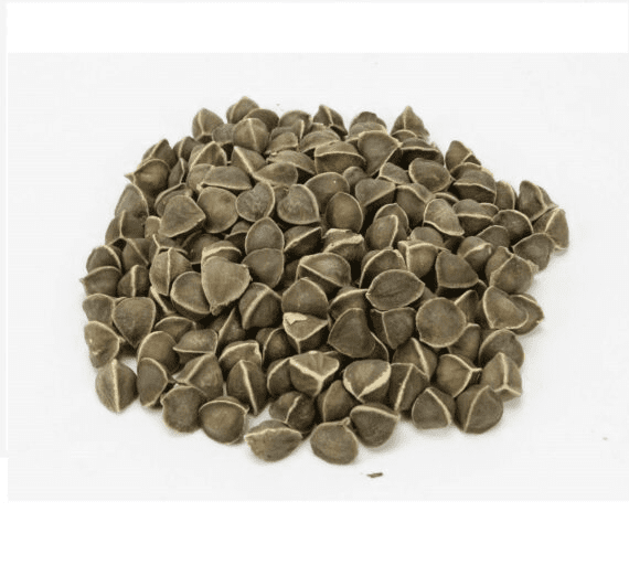 Wingless Moringa Seeds for Export - Bulk Supplier