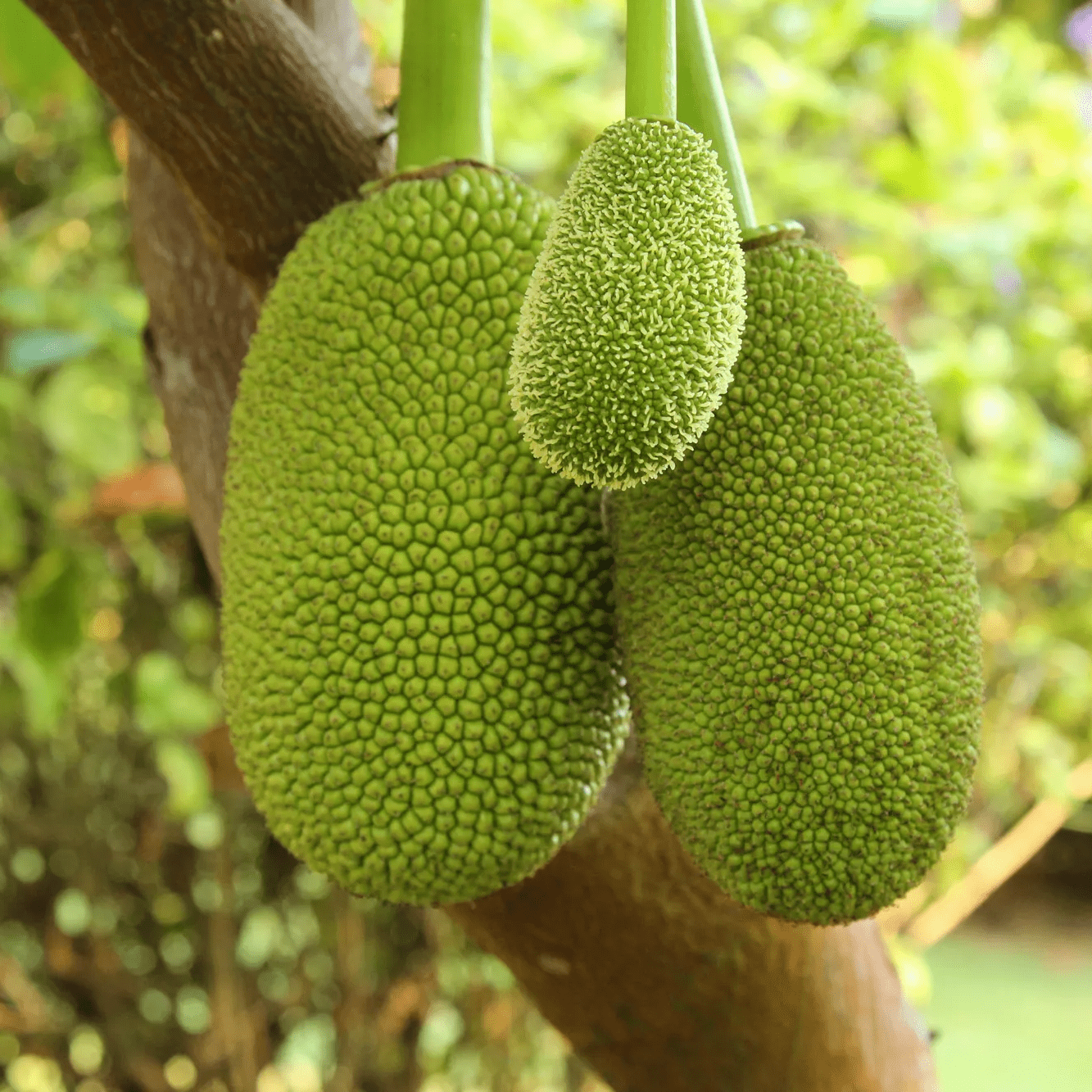 Sweet and nutritious jackfruit for wholesale – India’s top jackfruit exporter