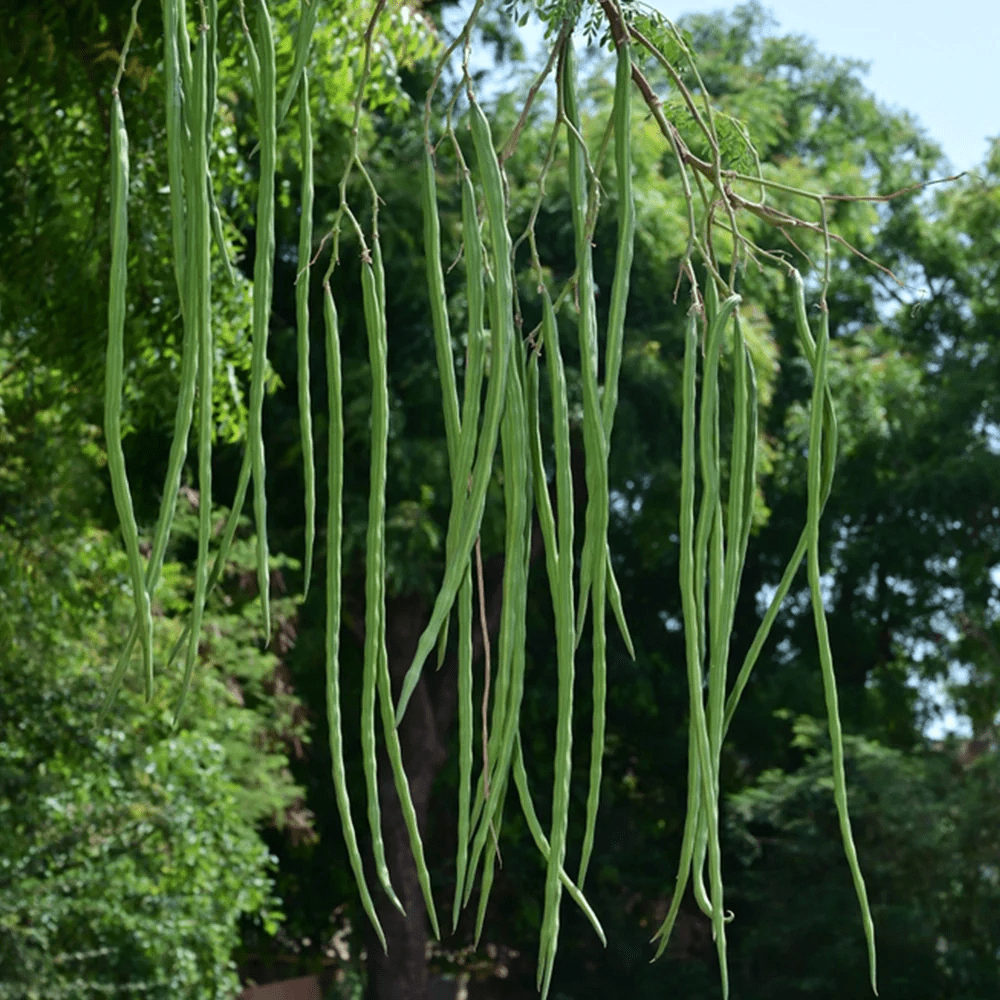 Bulk moringa powder supplier from Tamil Nadu