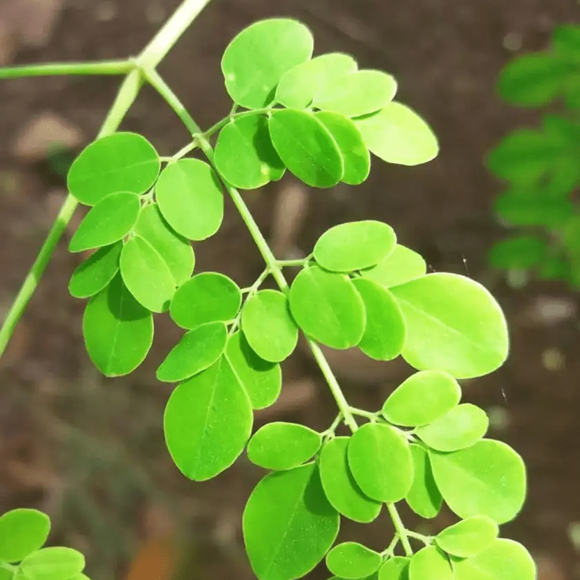 moringa-leaves-exporters-india