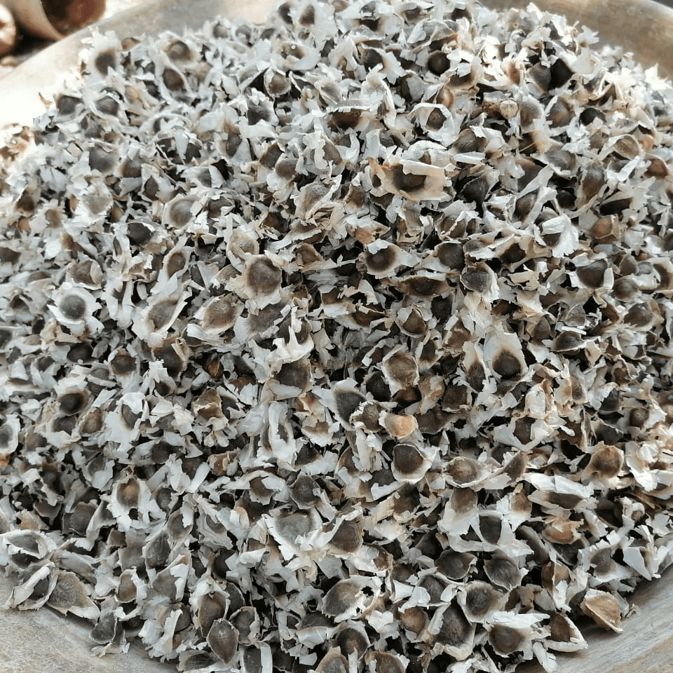 Moringa Seeds for Export - India’s Leading Supplier