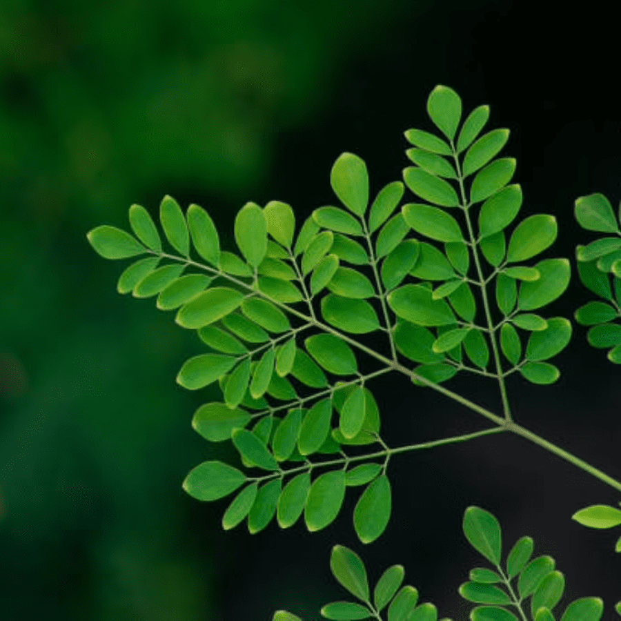 moringa-leaves-exporters-india