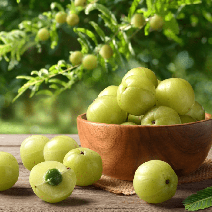 High Vitamin C Indian gooseberry fruit